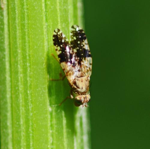 Tephritis conura